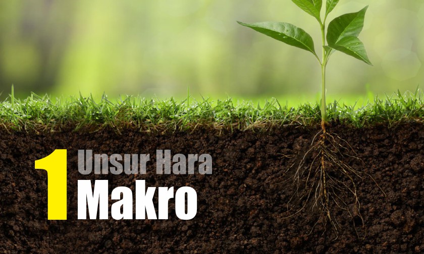Unsur-unsur Hara MAKRO dan Karakteristiknya