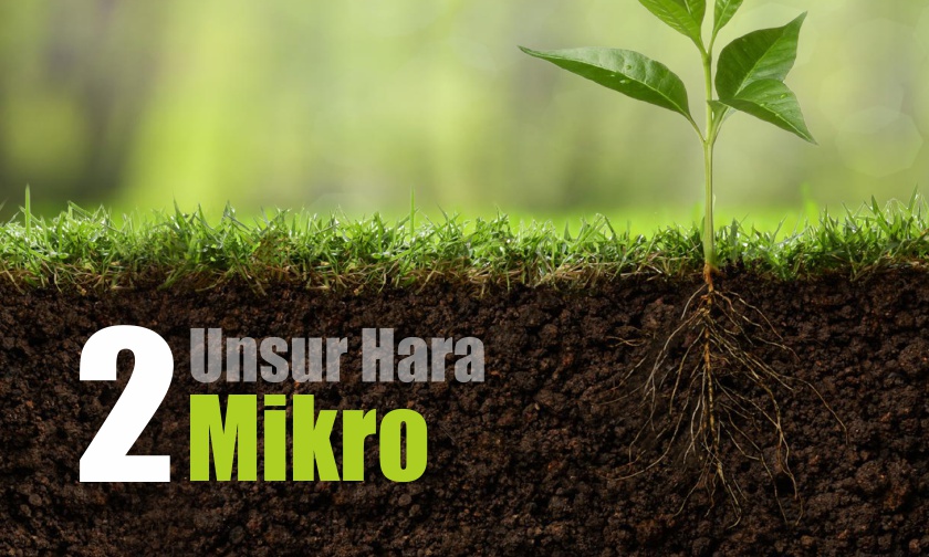Unsur-unsur Hara MIKRO dan Peranannya